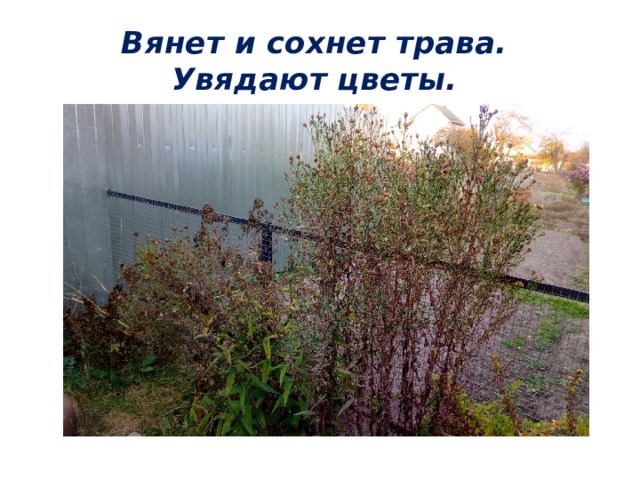 Вянет и сохнет трава. Увядают цветы. 