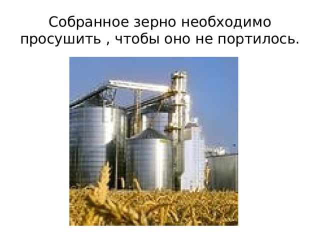 Собранное зерно необходимо просушить , чтобы оно не портилось. 