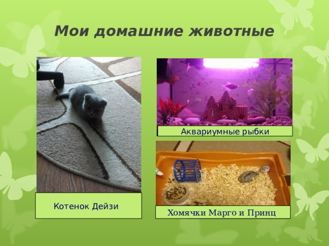 Мои домашние животные