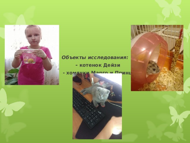 Объекты исследования:  - котенок Дейзи  - хомячки Марго и Принц  - аквариумные рыбки  