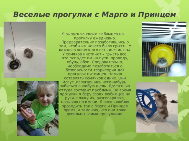 Веселые прогулки с Марго и Принцем  Я выпускаю своих любимцев на прогулку ежедневно. Предварительно позаботившись о том, чтобы им нечего было грызть. У каждого животного есть инстинкты. У хомяков инстинкт – грызть все, что попадет им на пути: провода, обувь, обои. Следовательно, необходимо позаботиться о безопасности территории для прогулок питомцев. Нельзя оставлять хомячков одних. Они могут ,испугавшись чего-нибудь, забиться в любую щель. Достать их оттуда составит проблему. Во время прогулки я беру своих любимцев на руки, глажу их, разговариваю, называю по имени. Я очень люблю проводить так с Марго и Принцем время, и замечаю, что они тоже довольны этими прогулками. 