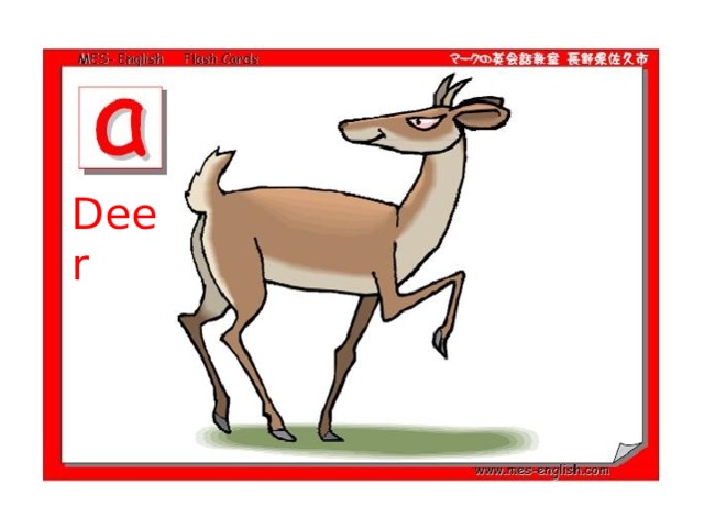 Deer 