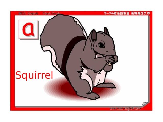 Squirrel 