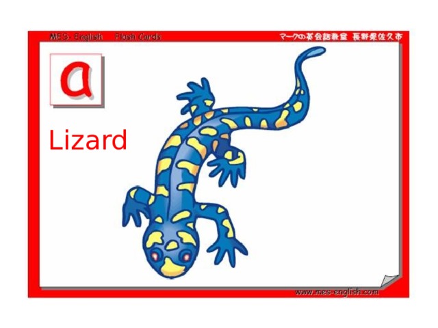 Lizard 
