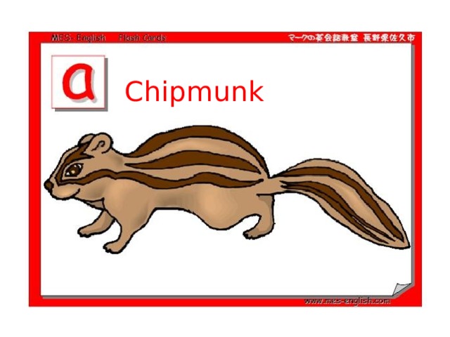 Chipmunk 