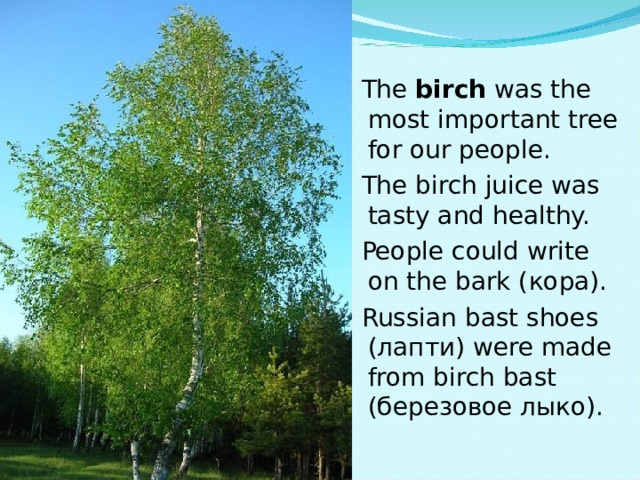 The birch was the most important tree for our people. The birch juice was tasty and healthy. People could write on the bark ( кора). Russian bast shoes (лапти) were made from birch bast (березовое лыко). The birch was the most important tree for our people. The birch juice was tasty and healthy. People could write on the bark ( кора). Russian bast shoes (лапти) were made from birch bast (березовое лыко). The birch was the most important tree for our people. The birch juice was tasty and healthy. People could write on the bark ( кора). Russian bast shoes (лапти) were made from birch bast (березовое лыко). The birch was the most important tree for our people. The birch juice was tasty and healthy. People could write on the bark ( кора). Russian bast shoes (лапти) were made from birch bast (березовое лыко). 