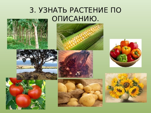 3. УЗНАТЬ РАСТЕНИЕ ПО ОПИСАНИЮ. 