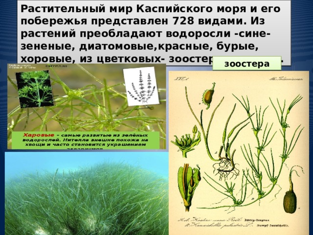 У водорослей преобладает. Гаметофит гаметы спорофит споры. Соотношение гаметофита и спорофита в жизненном цикле растений. У водорослей преобладает. Гаметофит и спорофит.