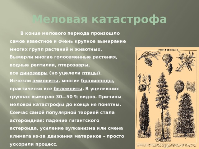 Меловая катастрофа  В конце мелового периода произошло самое известное и очень крупное вымирание многих групп растений и животных. Вымерли многие  голосеменные  растения, водные рептилии, птерозавры, все  динозавры (но уцелели  птицы ). Исчезли  аммониты , многие  брахиоподы , практически все  белемниты . В уцелевших группах вымерло 30—50 % видов. Причины меловой катастрофы до конца не понятны. Сейчас самой популярной теорией стала астероидная: падение гигантского астероида, усиление вулканизма или смена климата из-за движения материков – просто ускорили процесс. 