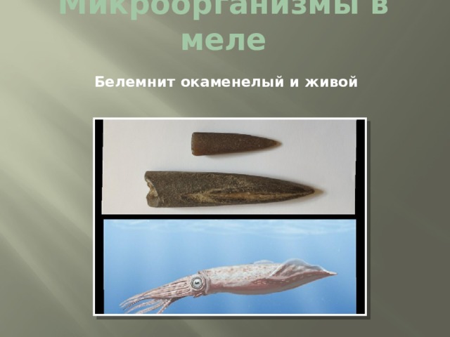 Микроорганизмы в меле Белемнит окаменелый и живой 