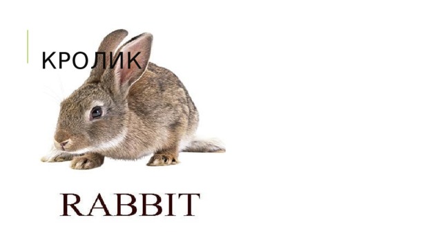  кролик 
