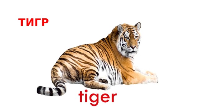 тигр 