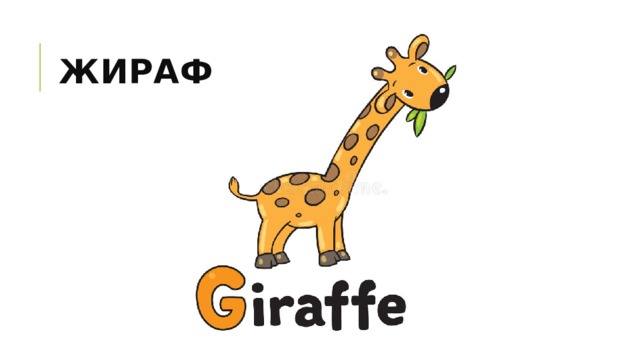 жираф 