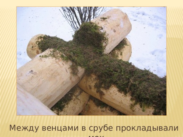 Между венцами в срубе прокладывали мох  