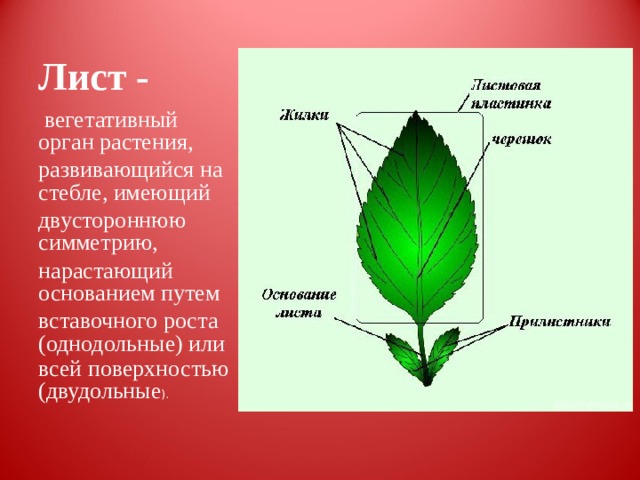 Лист -   вегетативный орган растения, развивающийся на стебле, имеющий двустороннюю симметрию, нарастающий основанием путем вставочного роста (однодольные) или всей поверхностью (двудольные ). 