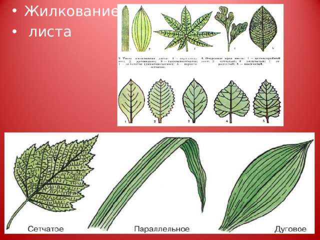 Жилкование  листа 