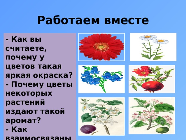 Почему цветы