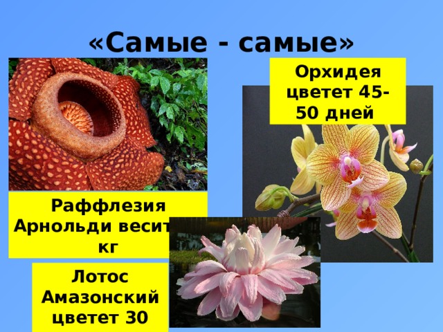 «Самые - самые» Орхидея цветет 45-50 дней Раффлезия Арнольди весит 10 кг Лотос Амазонский цветет 30 минут