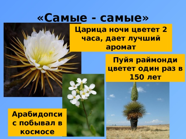 «Самые - самые» Царица ночи цветет 2 часа, дает лучший аромат Пуйя раймонди цветет один раз в 150 лет Арабидопсис побывал в космосе