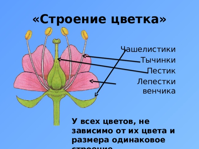 Рассмотрите рисунки цветков найдите на них цветоножку цветоложе чашелистики лепестки тычинки пестики