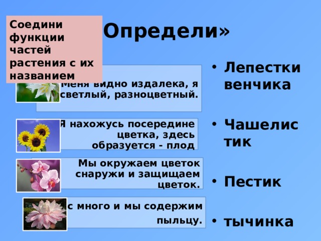 «Определи» Соедини функции частей растения с их названием Лепестки венчика  Чашелистик  Пестик  тычинка Меня видно издалека, я светлый, разноцветный. Я нахожусь посередине цветка, здесь образуется - плод Мы окружаем цветок снаружи и защищаем цветок. Нас много и мы содержим пыльцу.