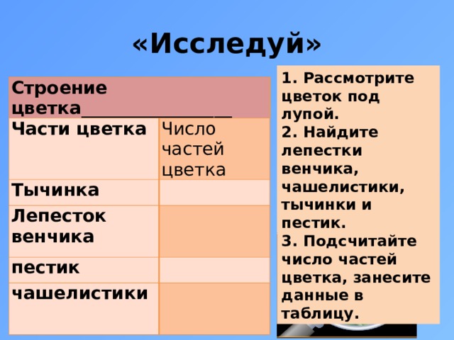«Исследуй» 1. Рассмотрите цветок под лупой. 2. Найдите лепестки венчика, чашелистики, тычинки и пестик. 3. Подсчитайте число частей цветка, занесите данные в таблицу. Строение цветка_________________ Части цветка Число частей цветка Тычинка   Лепесток венчика   пестик   чашелистики  