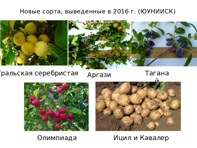 Новые сорта, выведенные в 2016 г. (ЮУНИИСК) Уральская серебристая Таганай Аргази Олимпиада Ицил и Кавалер