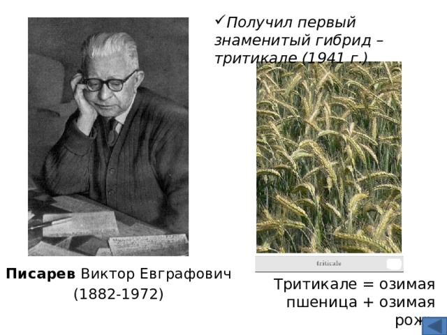 Получил первый знаменитый гибрид – тритикале (1941 г.)