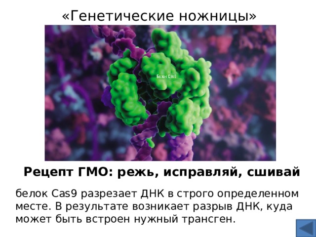 «Генетические ножницы» Рецепт ГМО: режь, исправляй, сшивай   белок Cas9 разрезает ДНК в строго определенном месте. В результате возникает разрыв ДНК, куда может быть встроен нужный трансген.