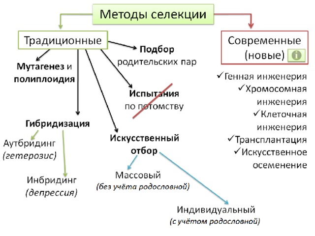 Схема селекционного процесса межлинейных гибридов на примере кукурузы