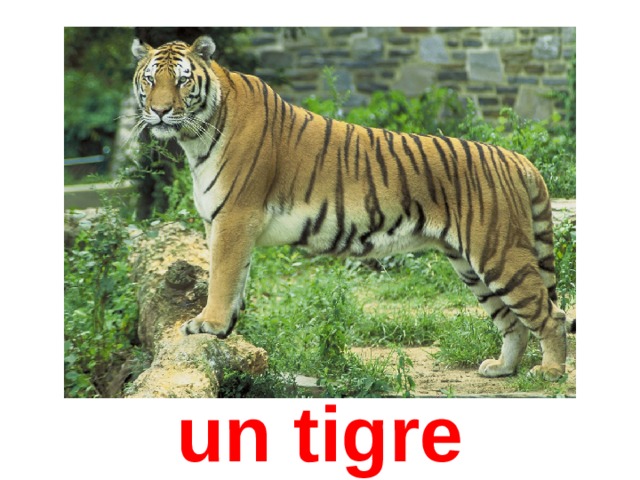 un tigre 