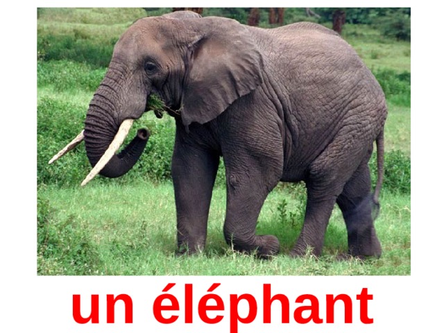 un éléphant 