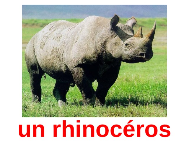 un rhinocéros 