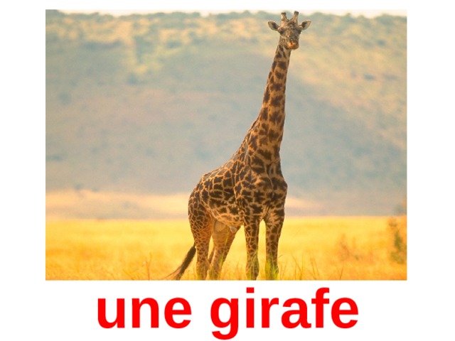 une girafe 