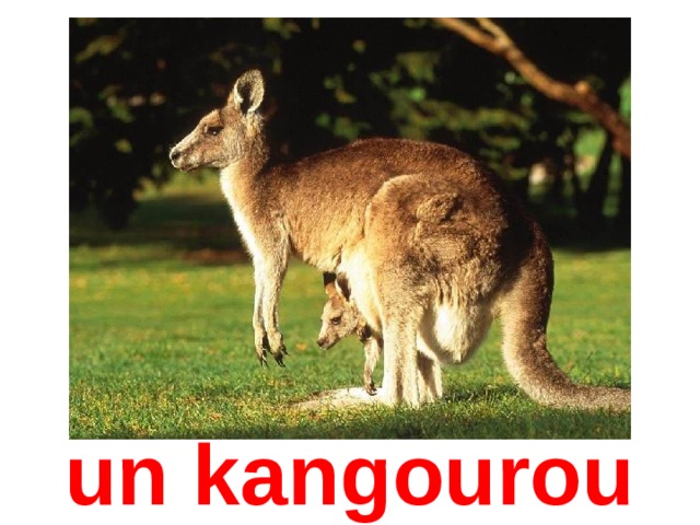un kangourou 