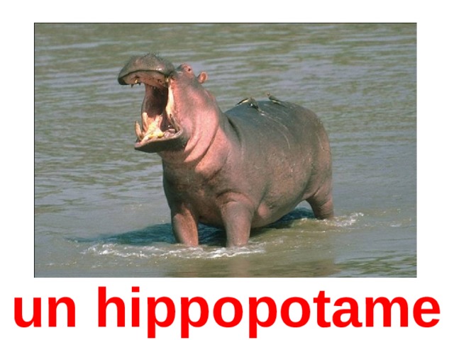 un hippopotame 