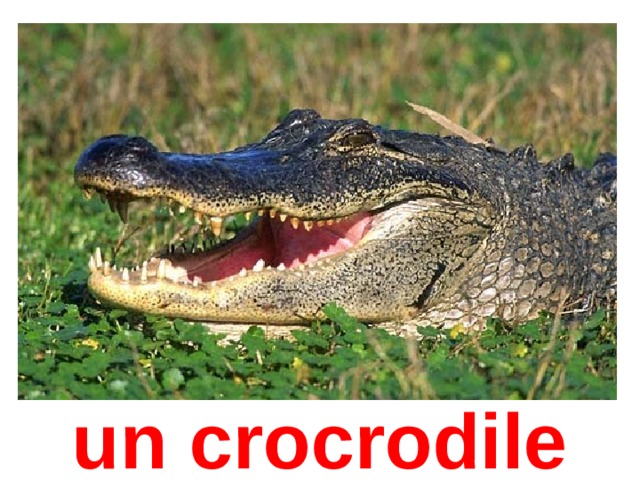 un crocrodile 