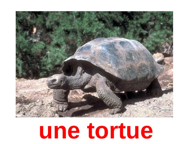 une tortue 