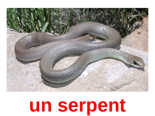 un serpent 