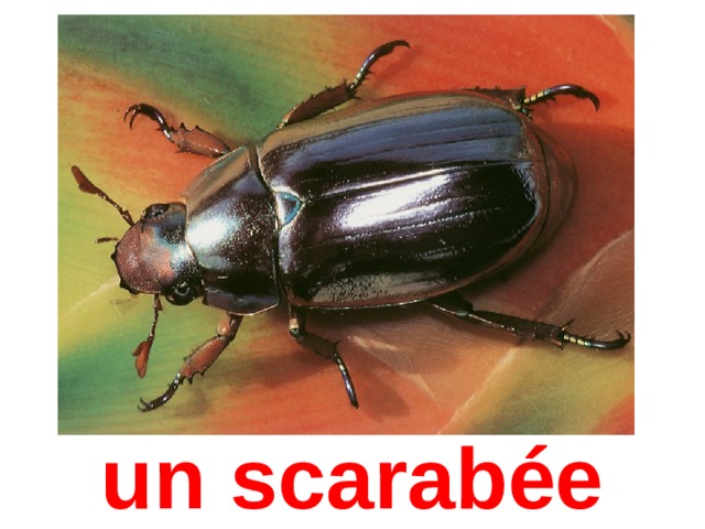 un scarabée 