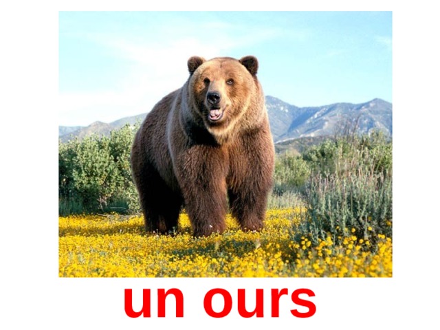 un ours 