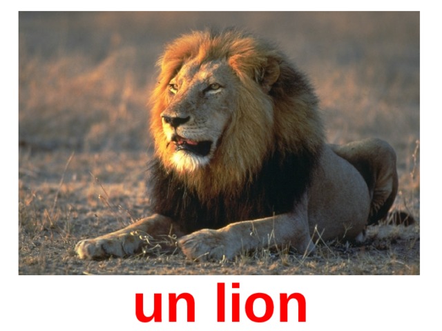 un lion 