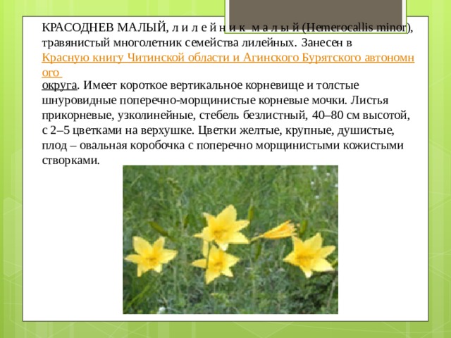 КРАСОДНЕВ МАЛЫЙ, л и л е й н и к  м а л ы й (Hemerocallis minor), травянистый многолетник семейства лилейных. Занесен в  Красную книгу Читинской области и Агинского Бурятского автономного округа . Имеет короткое вертикальное корневище и толстые шнуровидные поперечно-морщинистые корневые мочки. Листья прикорневые, узколинейные, стебель безлистный, 40–80 см высотой, с 2–5 цветками на верхушке. Цветки желтые, крупные, душистые, плод – овальная коробочка с поперечно морщинистыми кожистыми створками. 