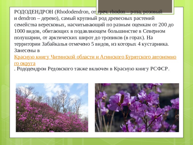 РОДОДЕНДРОН (Rhododendron, от греч. rhodon – роза, розовый и dendron – дерево), самый крупный род древесных растений семейства вересковых, насчитывающий по разным оценкам от 200 до 1000 видов, обитающих в подавляющем большинстве в Северном полушарии, от арктических широт до тропиков (в горах). На территории Забайкалья отмечено 5 видов, из которых 4 кустарника. Занесены в  Красную книгу Читинской области и Агинского Бурятского автономного округа . Рододендрон Редовского также включен в Красную книгу РСФСР .  