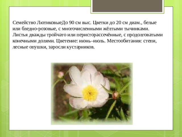 Семейство ЛютиковыеДо 90 см выс. Цветки до 20 см диам., белые или бледно-розовые, с многочисленными жёлтыми тычинками. Листья дважды тройчато или перисторассечённые, с продолговатыми конечными долями. Цветение: июнь–июль. Местообитания: степи, лесные опушки, заросли кустарников. 