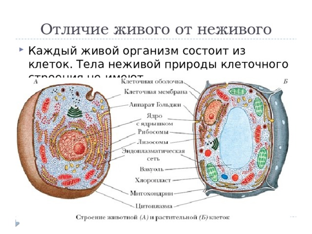 Отличие живого от неживого Каждый живой организм состоит из клеток. Тела неживой природы клеточного строения не имеют.