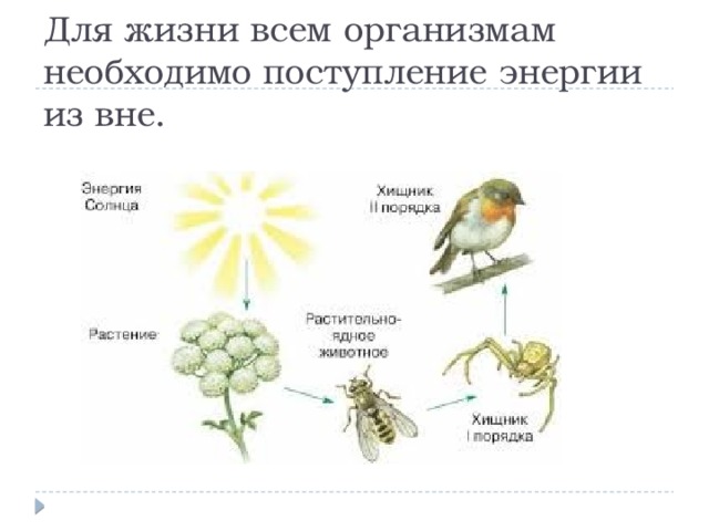 Для жизни всем организмам необходимо поступление энергии из вне. 