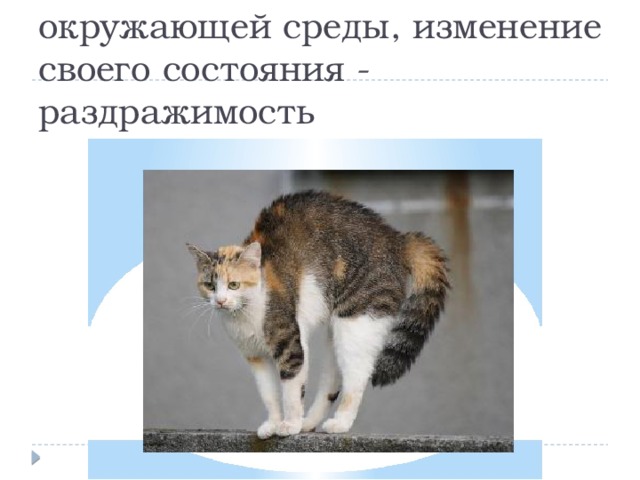 Реакция на воздействие окружающей среды, изменение своего состояния - раздражимость 