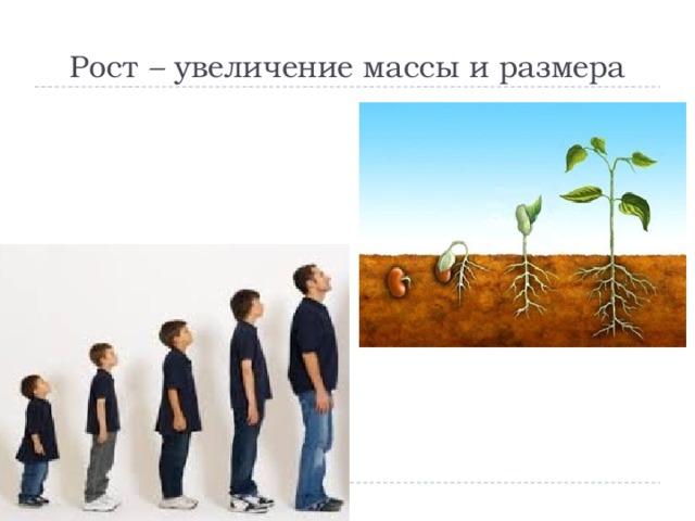 Рост – увеличение массы и размера