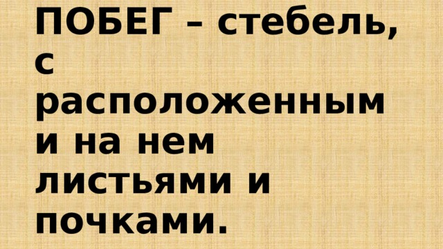 ПОБЕГ – стебель, с расположенными на нем листьями и почками. 